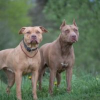 _PitBulls _PitBulls